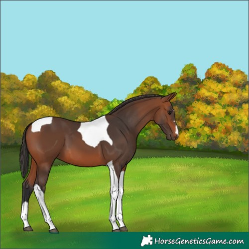 Horse Color:Bay Tobiano 