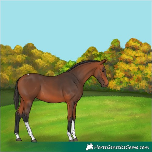 Horse Color:Bay Tobiano 