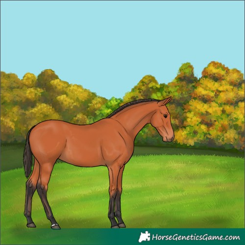 Horse Color:Bay 