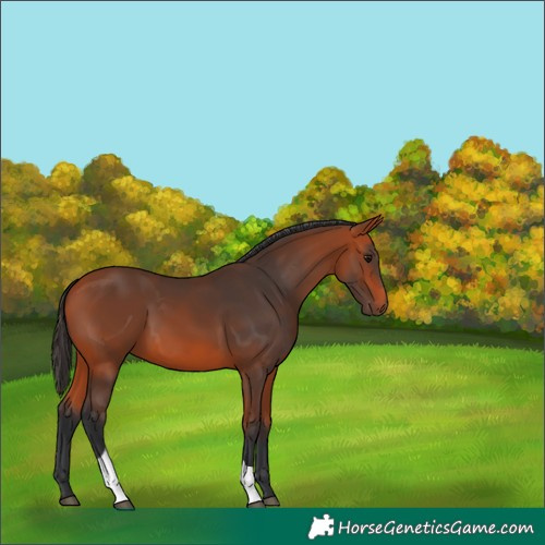 Horse Color:Bay Tobiano 