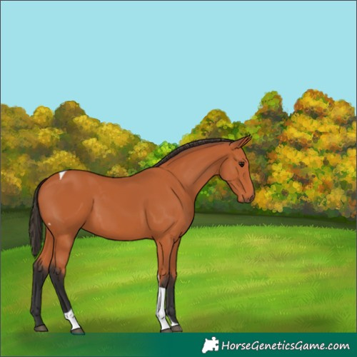 Horse Color:Bay Tobiano 