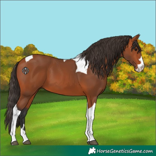 Horse Color:Bay Tobiano 