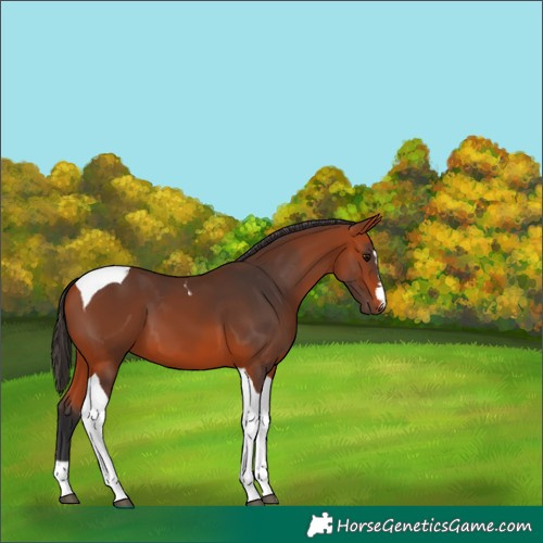 Horse Color:Bay Tobiano 