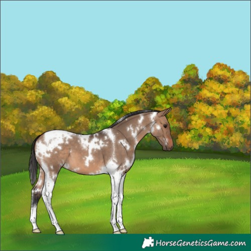 Horse Color:White Spotted Brown Dun Tobiano 