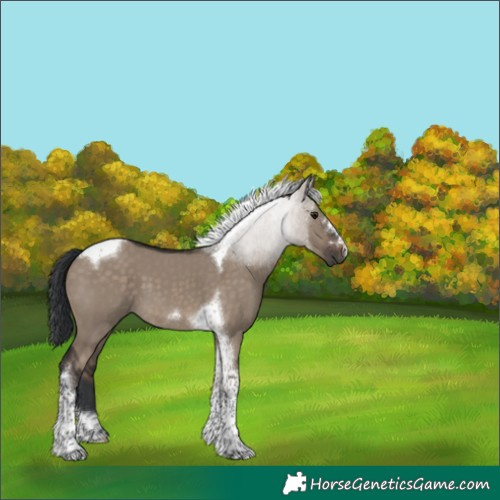 Horse Color:Brown Dun Tobiano 