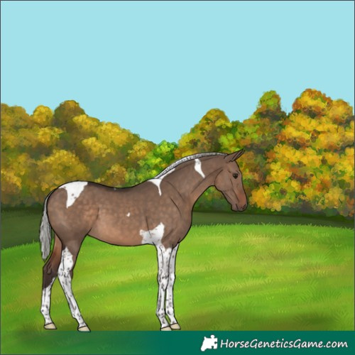 Horse Color:Silver Brown Dun Tobiano 