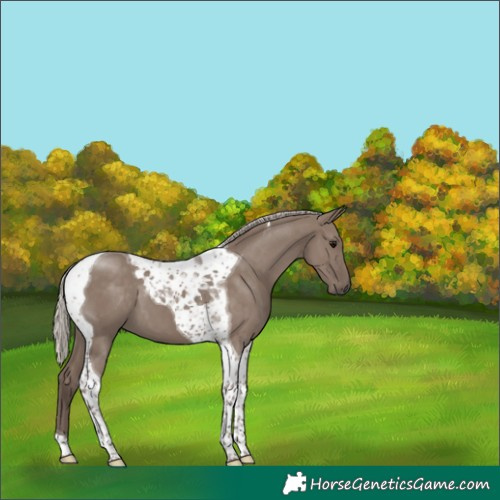 Horse Color:Silver Grullo Tobiano 