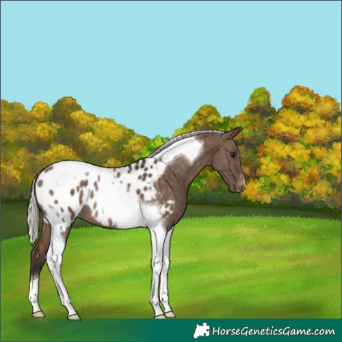 Horse Color:Silver Brown Dun Tobiano Blanket 
