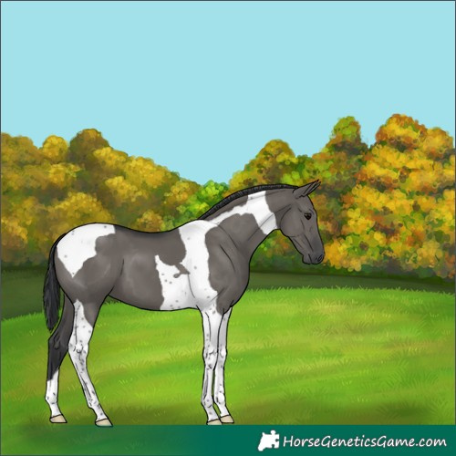 Horse Color:Grullo Tobiano 