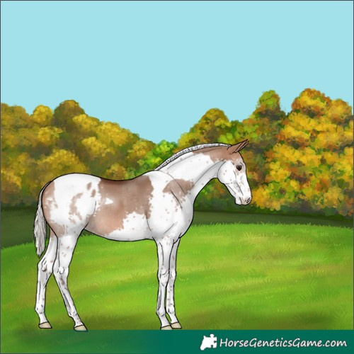 Horse Color:Silver Brown Dun Splash Tobiano Varnish 