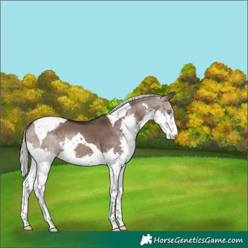 Horse Color:Silver Brown Dun Splash Tobiano Varnish 