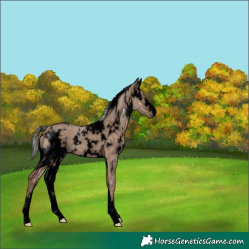 Horse Color:Void White Spotted Silver Grullo