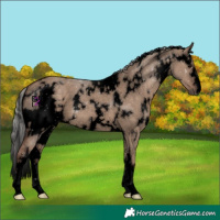 Horse Color:Void White Spotted Silver Grullo