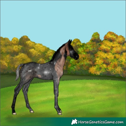 Horse Color:Void Silver Black Splash Tobiano 