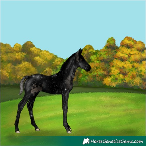 Horse Color:Void White Spotted Silver Grullo Splash Tobiano 