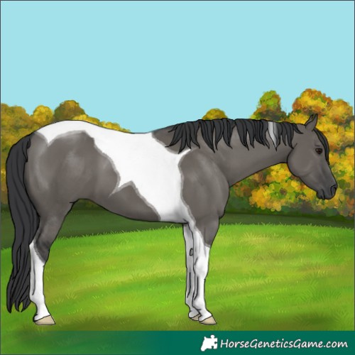 Horse Color:Grullo Tobiano 