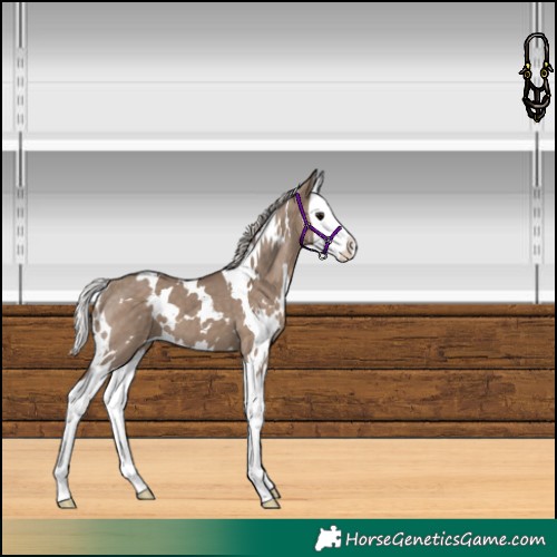 Horse Color:White Spotted Silver Grullo Splash