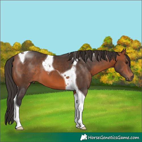 Horse Color:Bay Tobiano 