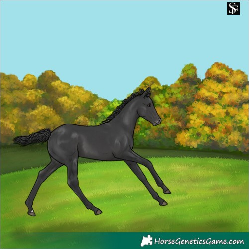Horse Color:Black Skewed Appaloosa 