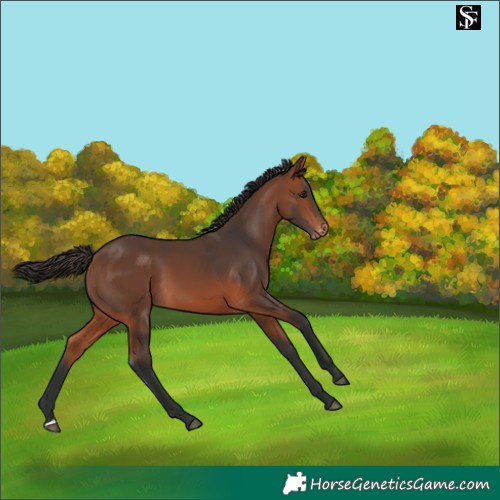 Horse Color:Bay Skewed Appaloosa 