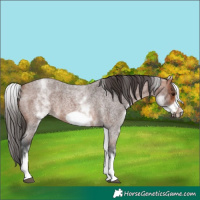 Horse Color:White Spotted Bay Roan Frame