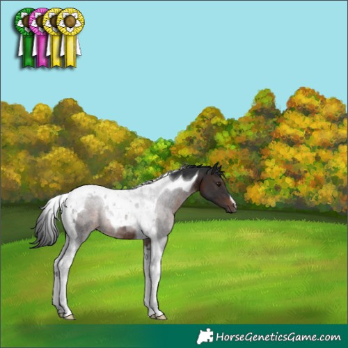 Horse Color:Brown Tobiano Rabicano 