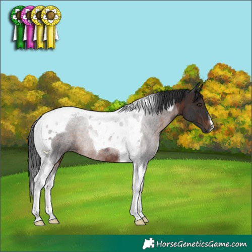 Horse Color:Brown Tobiano Rabicano