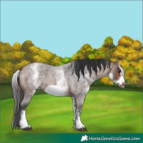 Horse Color:White Spotted Brown Roan Frame