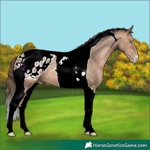 Horse Color:Sable Champagne Tobiano Appaloosa 