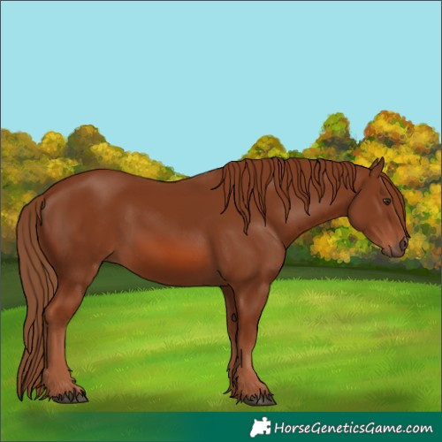 Horse Color:Chestnut 