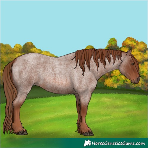 Horse Color:Red Roan 