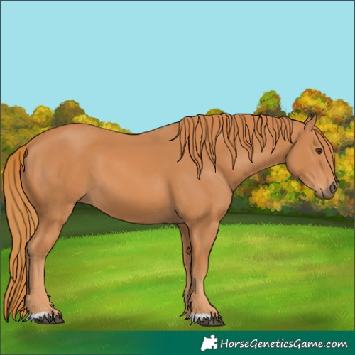 Horse Color:Chestnut 