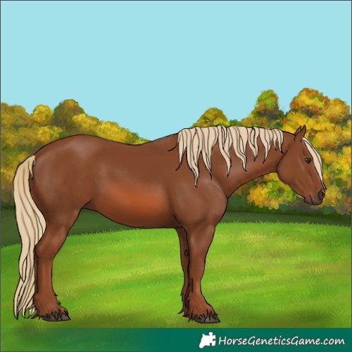 Horse Color:Chestnut 