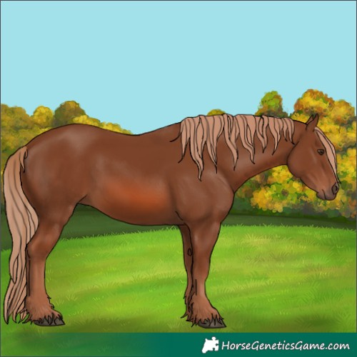 Horse Color:Chestnut 