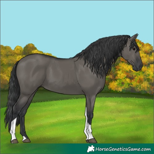 Horse Color:Unknown 