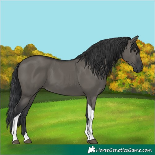 Horse Color:Unknown 