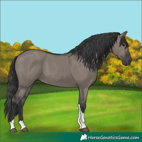 Horse Color:Unknown 