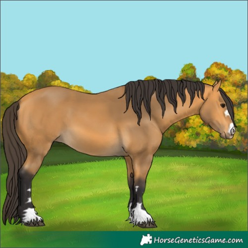 Horse Color:Buckskin 