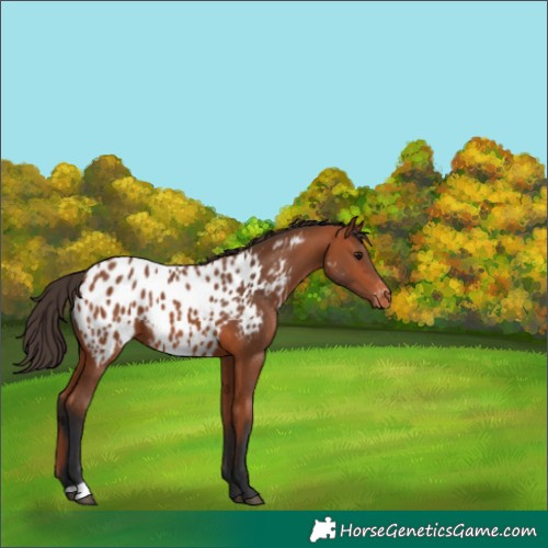Horse Color:Bay Appaloosa 
