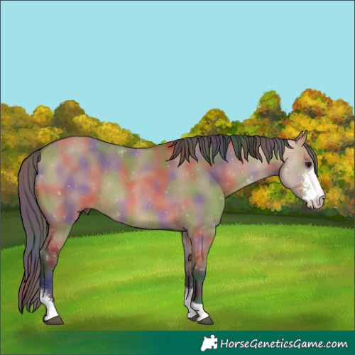 Horse Color:Nacre Bay Dun Sabino Rabicano 