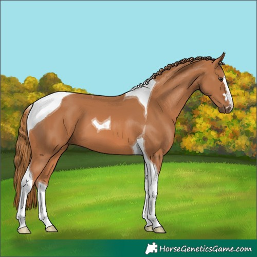 Horse Color:Chestnut Tobiano 