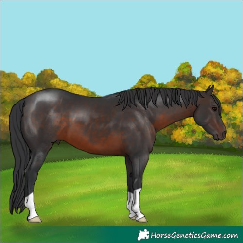 Horse Color:Brown 