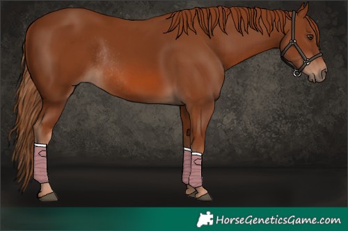 Horse Color:Chestnut Rabicano 