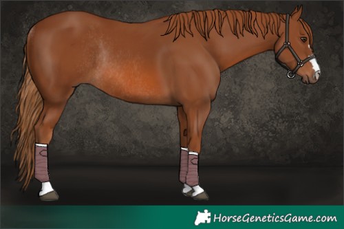 Horse Color:Chestnut Rabicano 