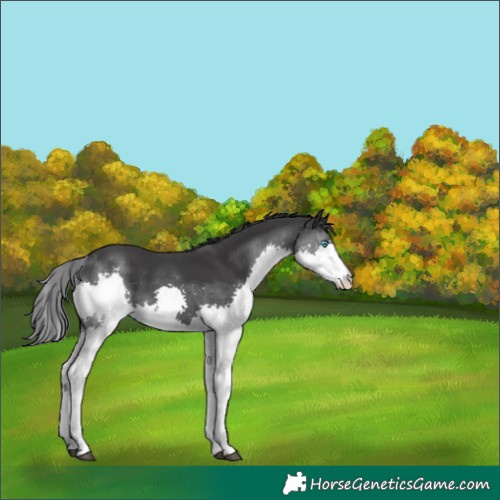 Horse Color:Black Splash