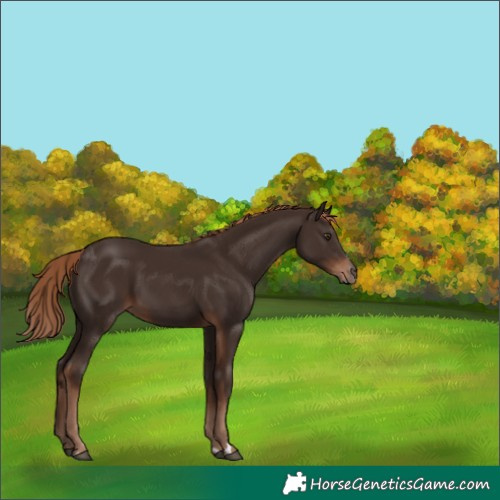 Horse Color:Liver Chestnut