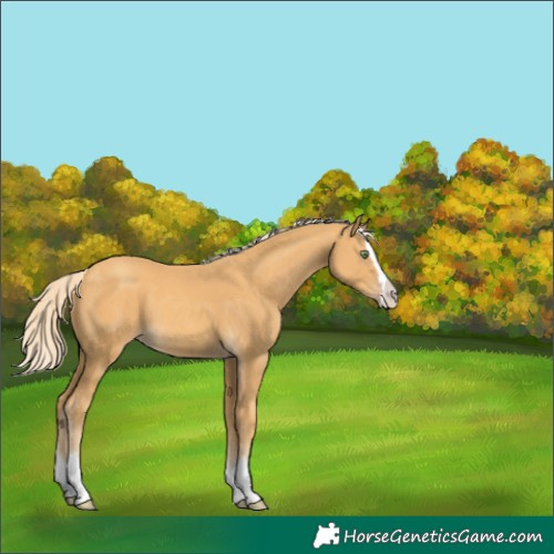 Horse Color:Gold Cream Champagne Splash