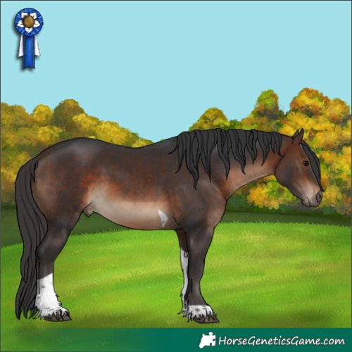 Horse Color:Brown Tobiano 