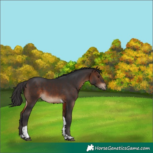 Horse Color:Brown Tobiano