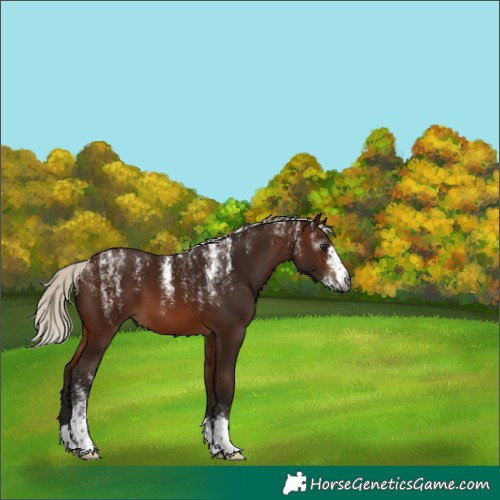 Horse Color:Powder White Gray Silver Bay 